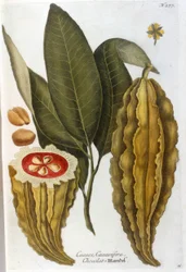 Cocoa - in Herbier by J. W. Weinmann