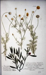 Several species of Chamaemelum - In 