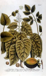 Smyrnium Cretium perfoliatum - Maceron de Crete or Maceron perfolia. Plate taken from the herbarium of J. W. Weinmann