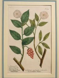 Balsami Occidentalis Arbuscula