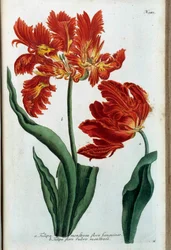 Red tulip. Botanical board