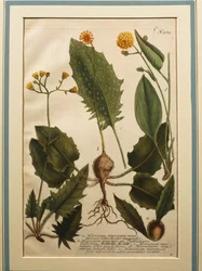 Wall Hawkweed (Hieracium murorum), coloured engraving