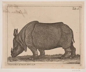 A Rhinoceros