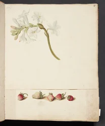 Study of Flower and Strawberry