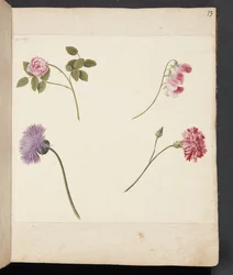 Study of Flowers