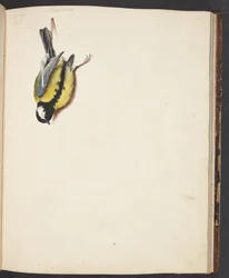 Study of a Dead Great Tit
