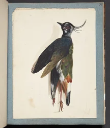 Study of a Dead Lapwing