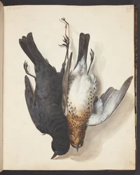 Study of Two Dead Blackbirds, Male and Female, Hung on a Hook