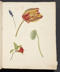 Study of a tulip and other flowers