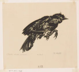 Dead Sparrow