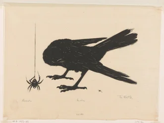 Jackdaw