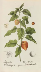 Collection of Swiss Plants, 1825-1846