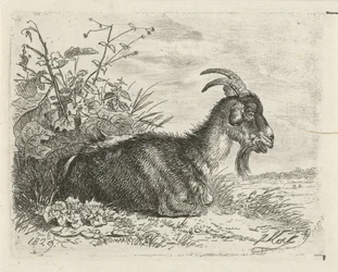Lying Goat