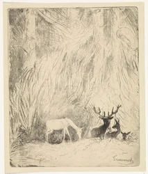 Deer in a Bohemian Forest