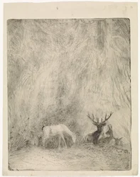Deer in a Bohemian Forest