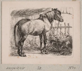 A Horse with a Halter