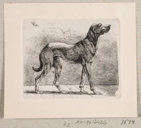 A Standing Dog