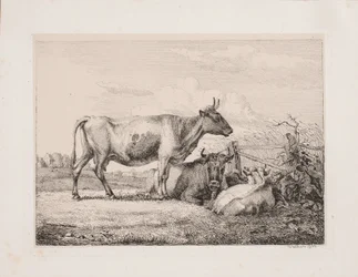 Cows in the Field