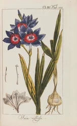 Selection of Beautiful and Rare Plants, 1795-1798