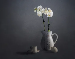 Elegant Orchid Still Life