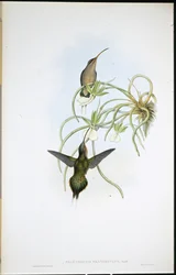 Allied Hermit (Phaethornis Fraterculus)