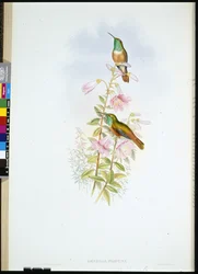 Amazili