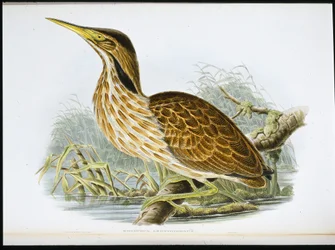 American Bittern