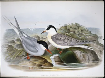 Arctic Tern