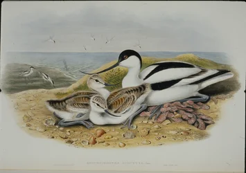 Avocet