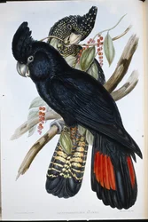 Banksian Cockatoo (Calyptorhynchus Banksii)