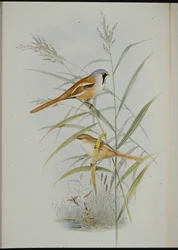 Bearded Tit