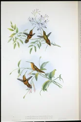 Belted Hermit and Bishop Hermit