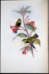 Black-breasted Hill Star