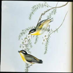 Black-headed Pardalote