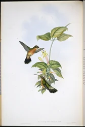 Black-tailed Hermit