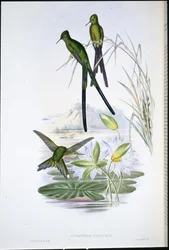 Blue-tailed Sylph (Cynanthus cyanurus)