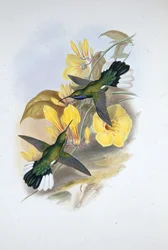 Blue-throated Sabre-wing