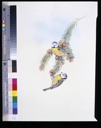 Blue Tit (Parus Caeruleus)