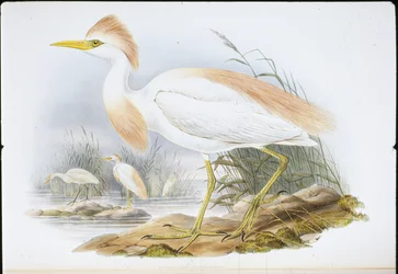 Buff-backed Heron