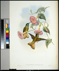 Buff-tailed Star-frontlet