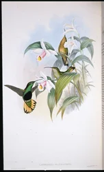 Buff-tailed Velvet-breast