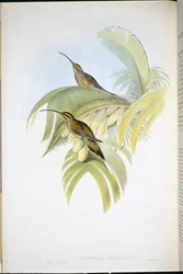 Cayenne Hermit