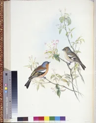 Chaffinch