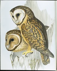 Chestnut faced Owl