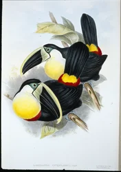 Citron-breasted Toucan