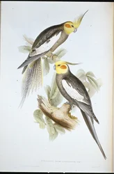 Cockatoo Parakeet