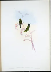 Columbian Emerald