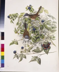 Common Whitethroat