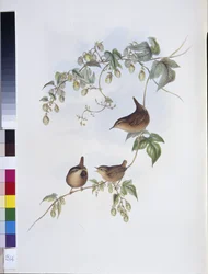 Common Wren