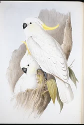 Crested Cockatoo (Cacatua galerita)
